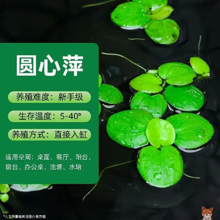 圆心豹纹浮萍水鬼花净化水质水培鱼缸懒人增氧四季制氧净庭院阳台
