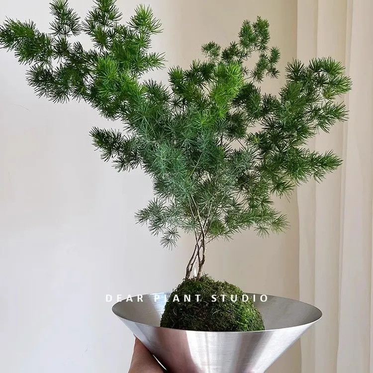 蓬莱松苔藓球室内桌面盆栽净化空气四季好养绿植