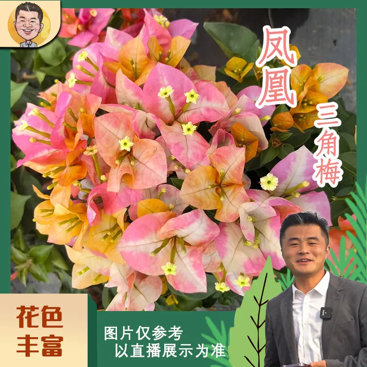 凤凰三角梅喜光易养护勤花室内室外阳台庭院花卉盆栽地栽观赏植物