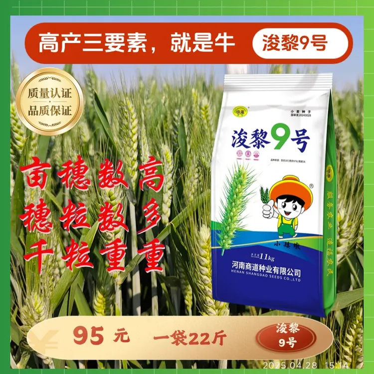 国审浚黎9号高产小麦种子纯角质粮株高低穗子大容重高抗病能力强