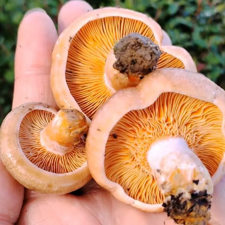新鲜枞树菌谷熟菌黄枞菌三九菇寒菌铜绿菌