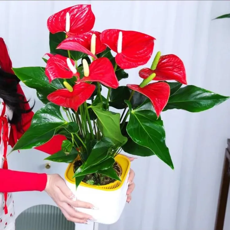 水培红掌盆栽白掌一帆风顺易活四季开花卉绿植物室内除甲醛好养活