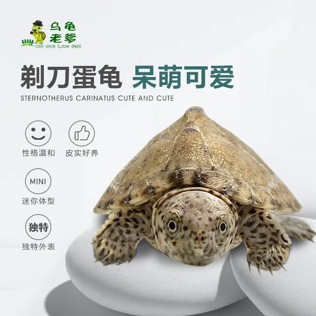 剃刀龟小型龟蛋龟屋顶龟观赏龟乌龟深水龟小乌龟品龟苗