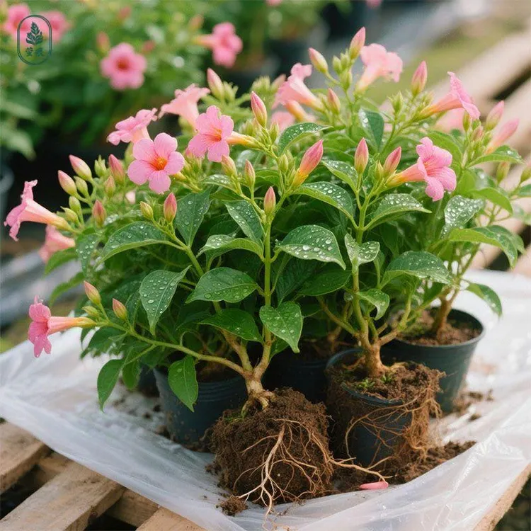 凌霄花苗爬藤植物大苗老桩树苗耐寒室外庭院院墙绿植粉色紫藤绿化