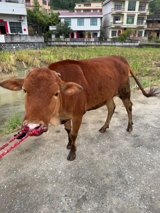 山区散养新鲜速冻黄牛肉顺丰包邮冷鲜发货