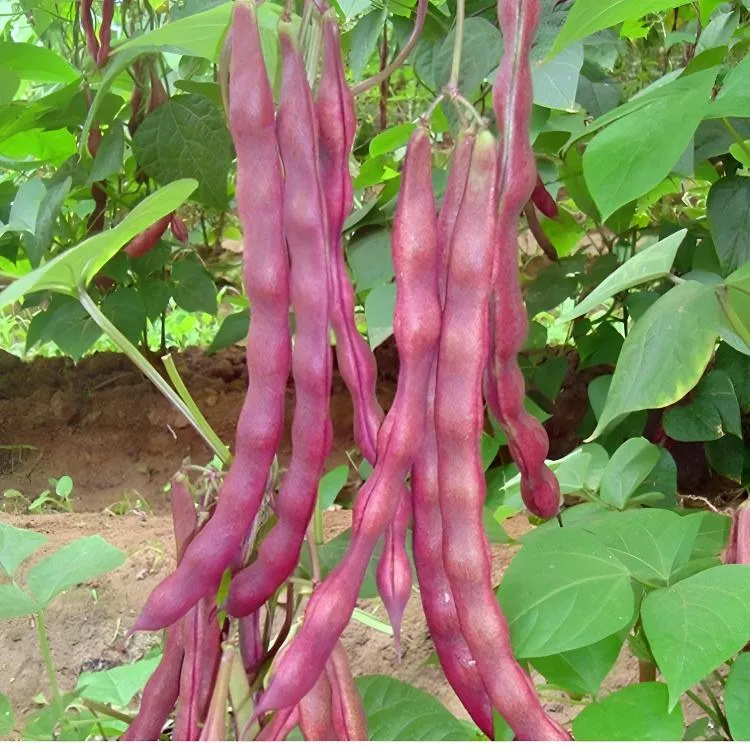 八月忙豆角种子冻死鬼耐寒耐热高产无筋四季豆