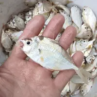 野生油叶鱼 油立鱼 油喇仔 煮汤鲜美 营养高 无鳞无小刺