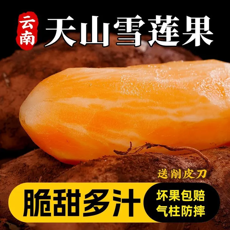 2025年云南天山黄心雪莲果新鲜现挖清甜脆爽多汁应季水果