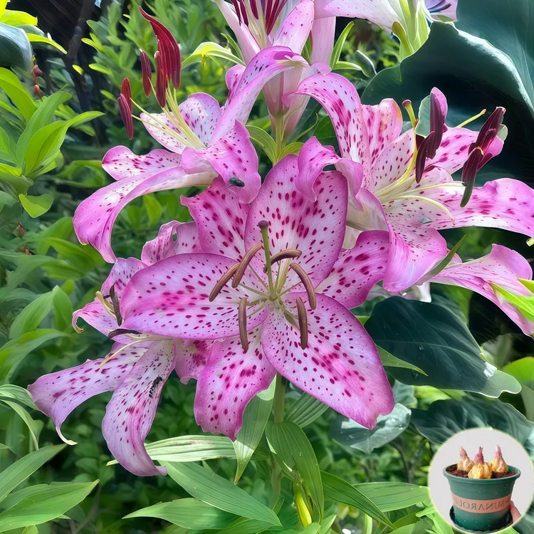 【樱花飞溅】进口香水百合重瓣花种球室内外盆栽四季种植花卉带芽发