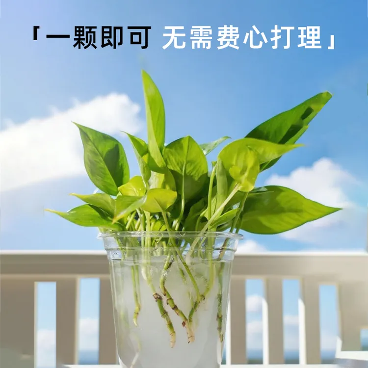 懒人养花救星浇花省心神器养花盆景通用