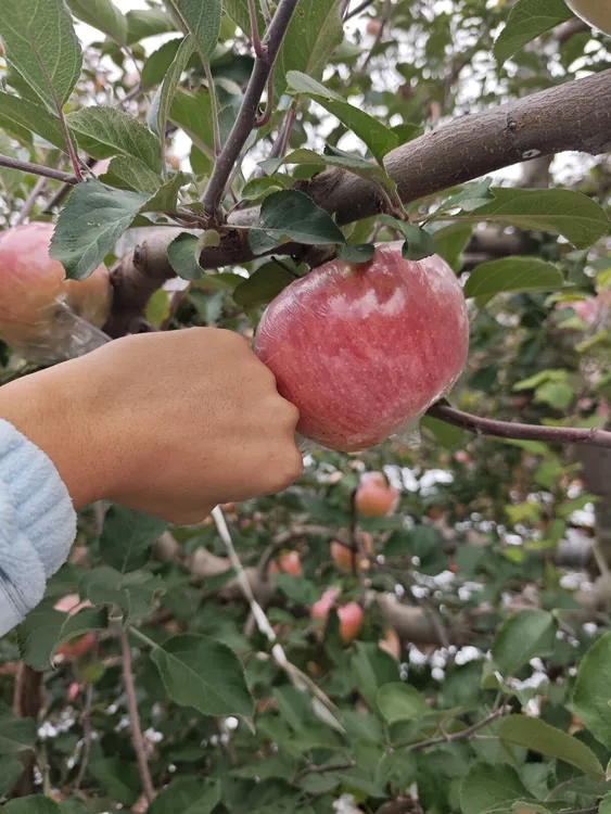 山西运城红富士苹果冰糖心新鲜脆甜产地直发当季水果