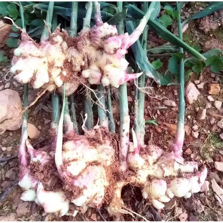 云南现挖瞬间红芽小黄姜当季新鲜蔬菜可做泡姜味道浓郁生姜正宗