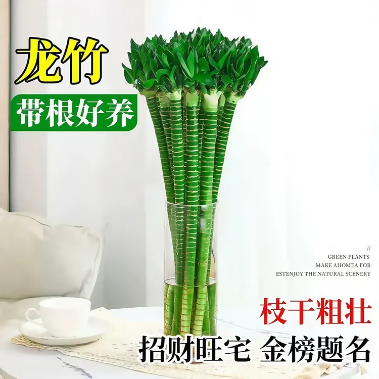 富贵竹文昌竹水养龙竹多头粗大带根易活桌面盆栽室内植物净化空气
