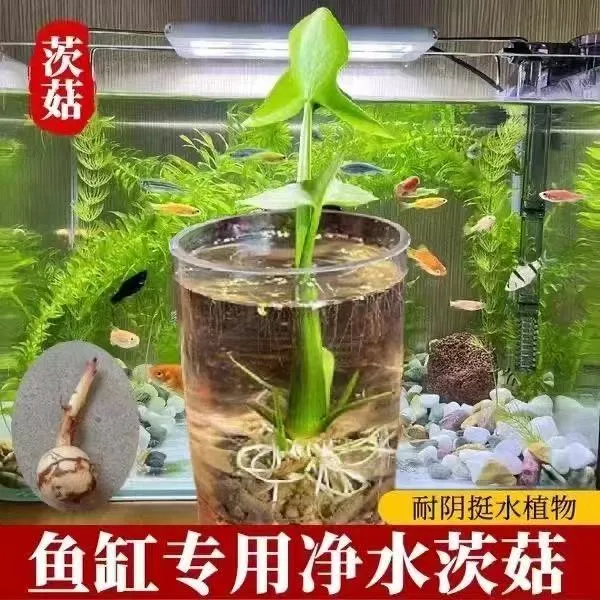 水生植物慈姑种苗茨菇种球慈菇水培茨菰阳台净化水质鱼缸造景水草