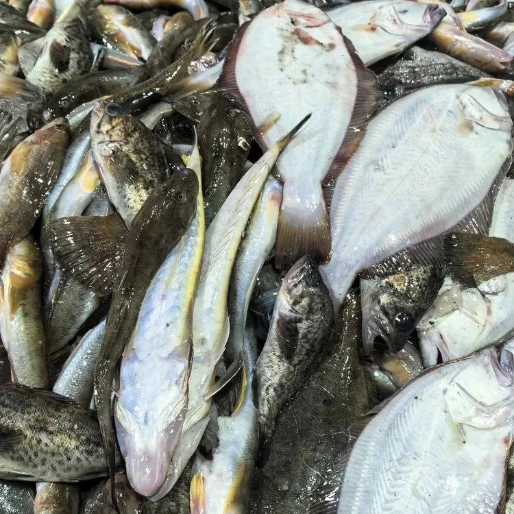 渤海湾野生海杂鱼大小不匀顺丰发货介意勿拍