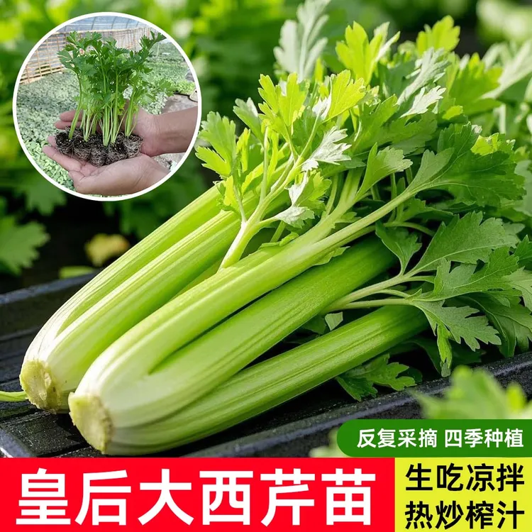 寿光西芹苗四季小香芹菜根芹红白秧苗南北方阳台盆栽种蔬菜种籽苗