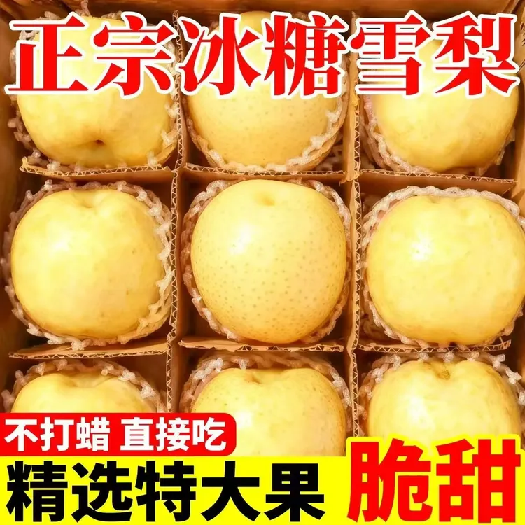 【脆甜】【河北】正宗冰糖雪梨新鲜水果应急当季薄皮大果熬炖梨膏批发