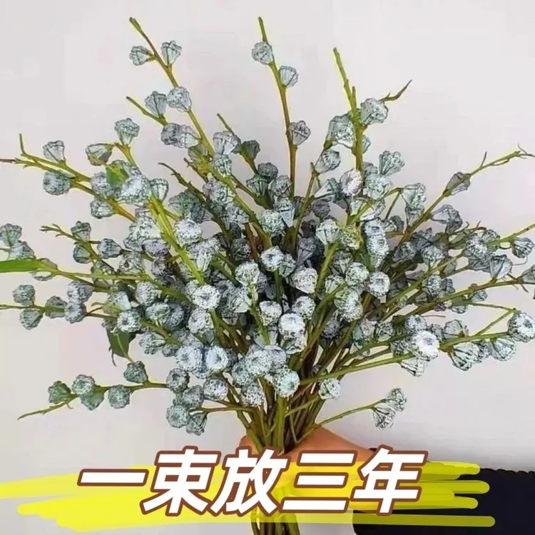 云南新鲜采摘尤加利果可做干花清香好养有效驱蚊