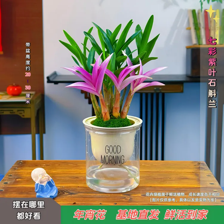 【带红芽】七彩香水石斛兰 精品澳洲石斛 浓香型 水培盆栽商品图