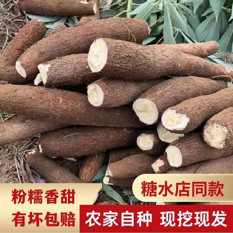 广西新鲜黄心木薯香甜软糯可做糖水甜品食用木薯现挖黄木薯