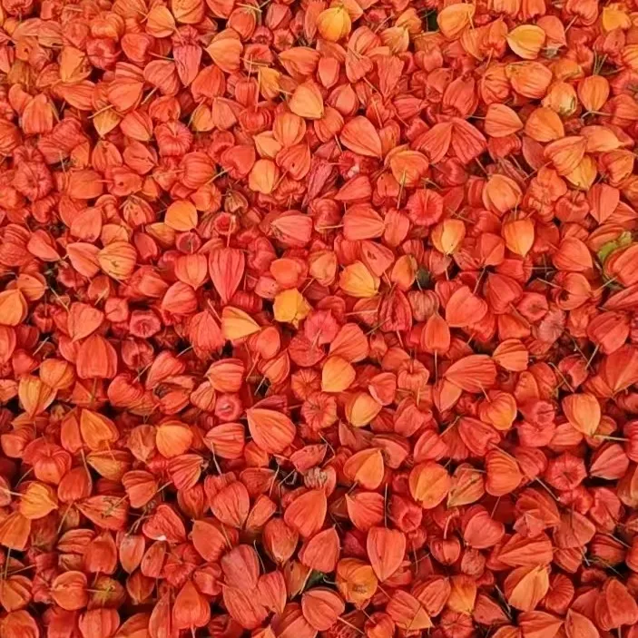 【小斌长白山】随机发货【不甜】红菇娘微苦回甘果肉可吃皮可泡水