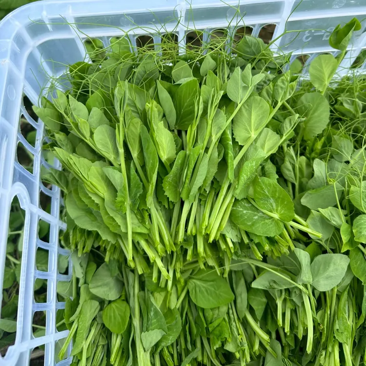 新鲜豌豆尖贵州龙里农家自种鲜嫩豆苗现摘时令蔬菜火锅配菜煲汤