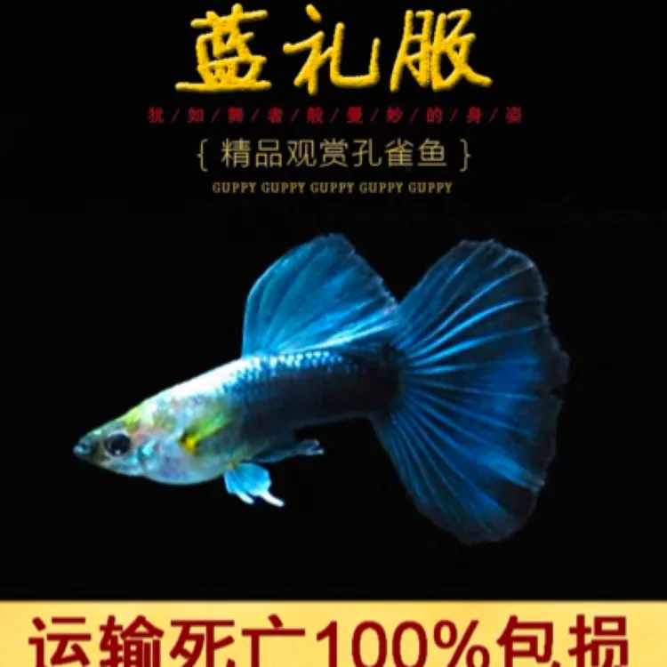 蓝礼服观赏孔雀鱼