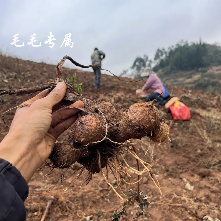 【高山毛芋头】云南高山新鲜小芋头牛奶芋头水果芋头毛芋头现挖现发