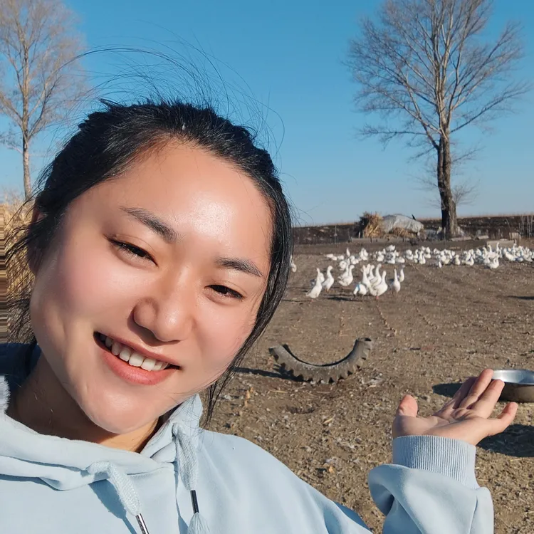 东北散养大鹅  顺丰包邮