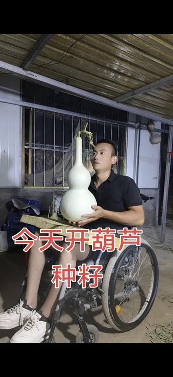 大长嘴葫芦，提纯种子，发10粒儿。