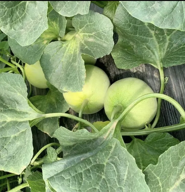 赣新甜王香脆甜 耐高温耐雨水抗病坐果多送叶面肥