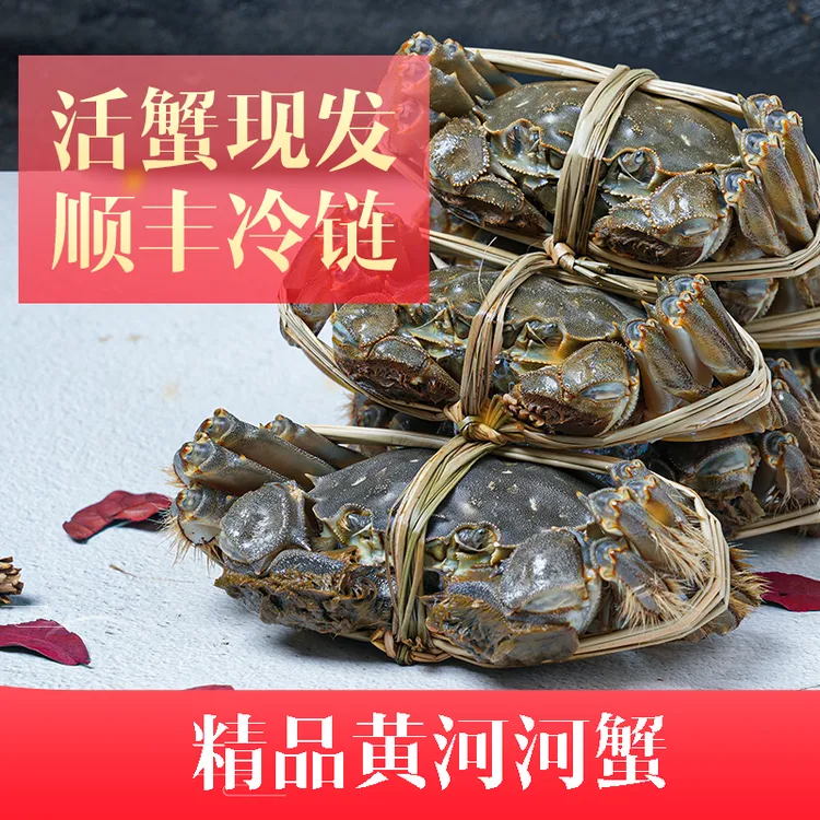  【精品活蟹】甜美黄河湾 河蟹 母蟹 十只2.3-2.6两