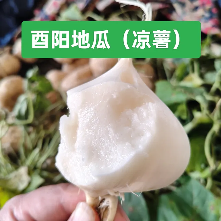 重庆酉阳黑泥土种植新鲜脆甜凉薯白地瓜沙葛蔬菜水果