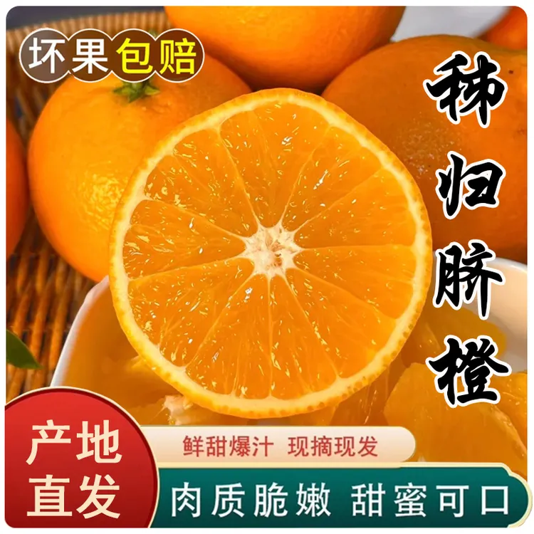 三峡秭归高山脐橙当季新鲜水果产地直发自家果园现摘现发