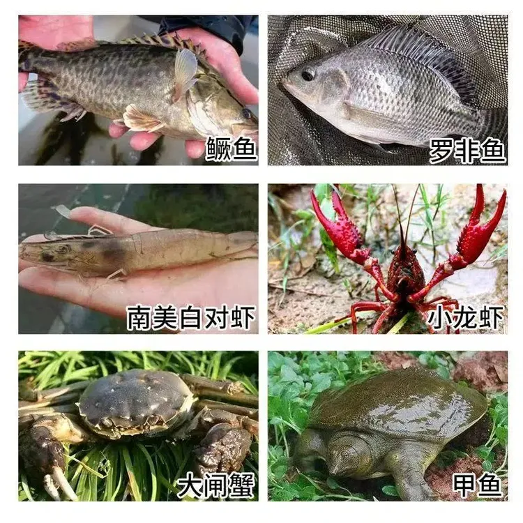 生物底改净水产养殖用鱼虾蟹塘改底除臭分解底泥调节水质改善水质