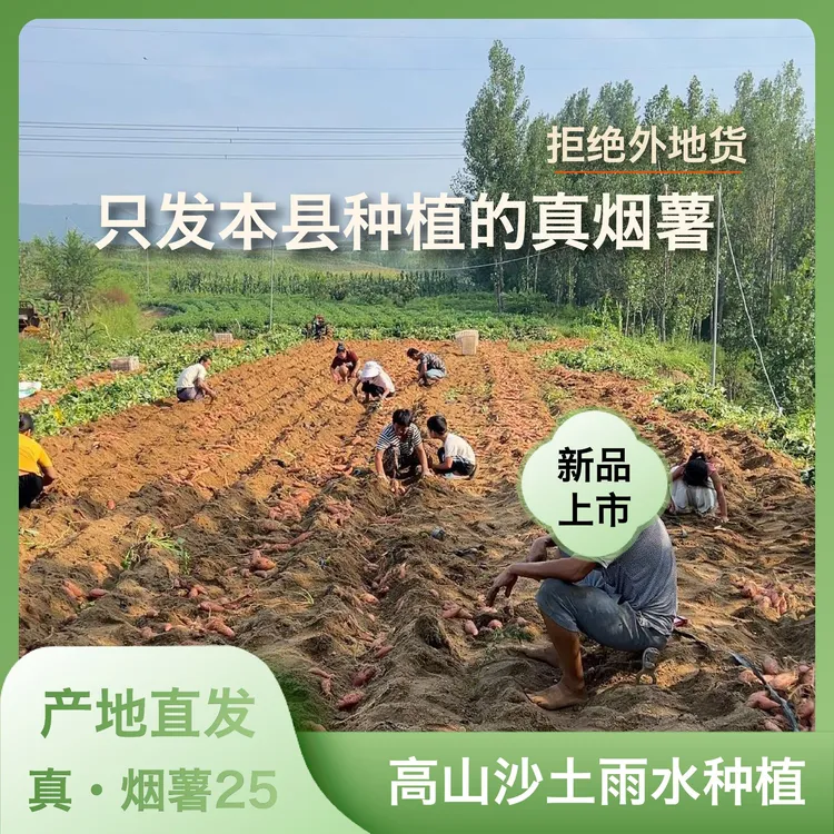 产地直发山东柘山烟薯25高山沙土种植糖心蜜薯流油软糯香甜