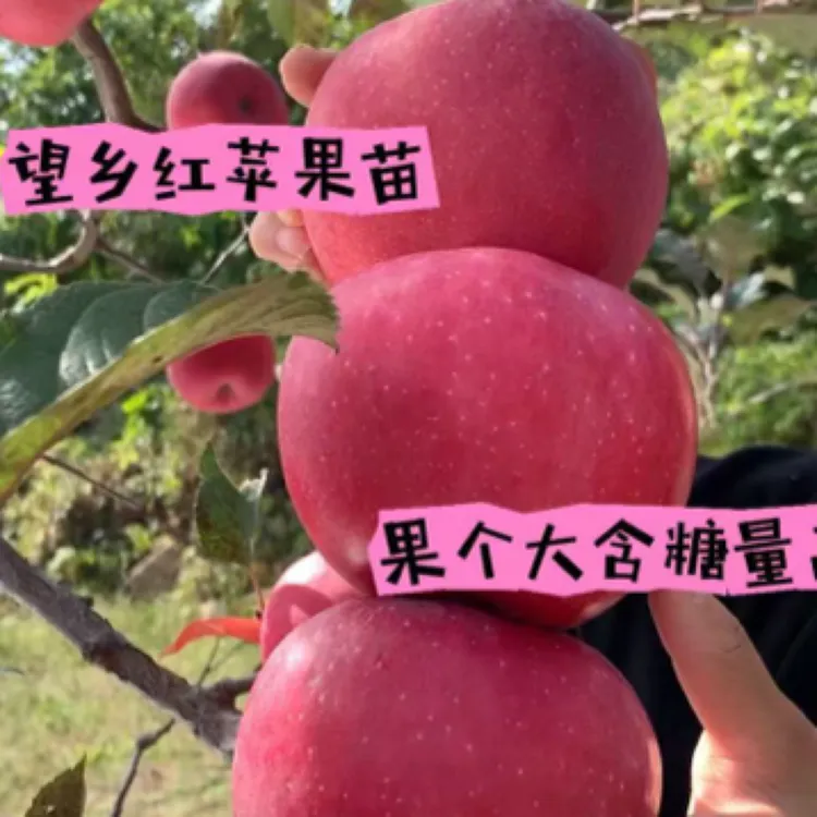 红苹果苗，10月中旬成熟，脆甜好管理