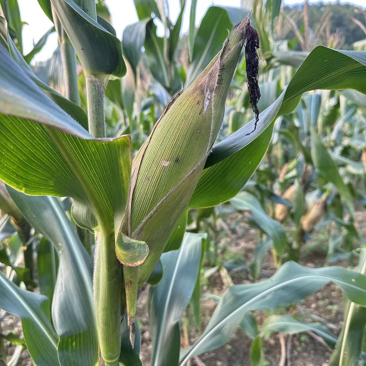 广西天等新鲜老玉米棒烤吃香甜脆口零食休闲食品