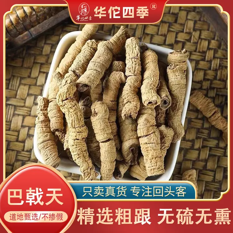 华佗四季巴戟天 粗跟抽芯广东道地甄选可煮水泡酒煲汤的新鲜干货
