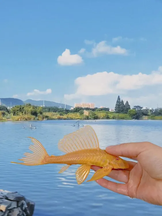 黄金红眼女王大帆清道夫工具清洁鱼热带异性除藻清理鱼缸青苔褐藻