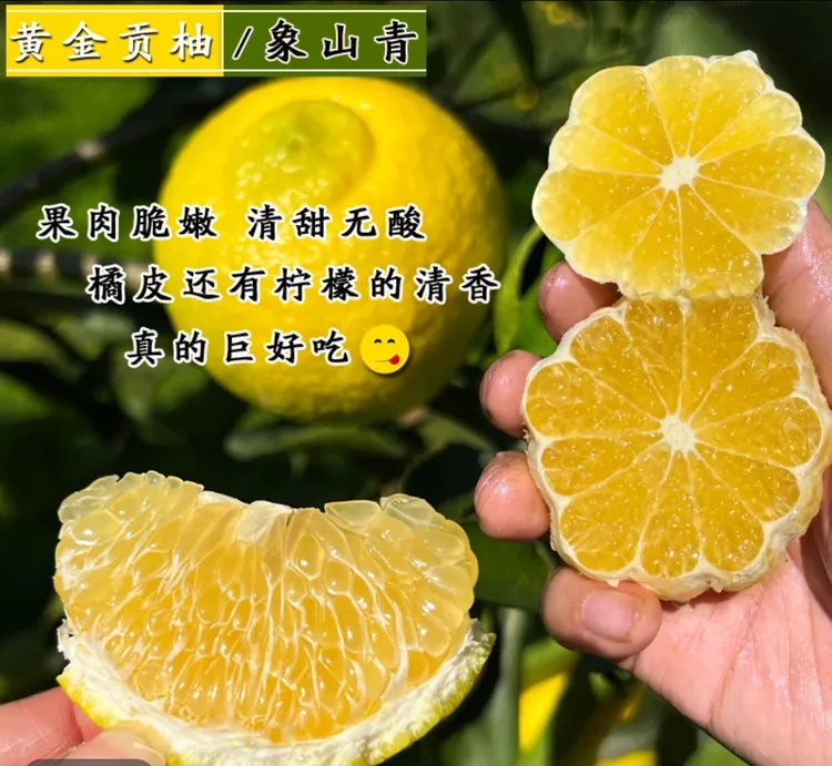 湖南黄金贡柚象山青手剥甜橙新鲜发货春香金柚丑八怪九分甜一分酸