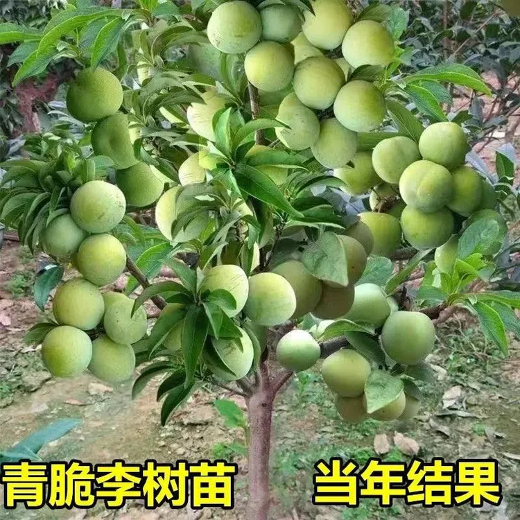 青脆李苗树四川汶川早熟李子树苗盆栽当年结果带土果苗南方种植