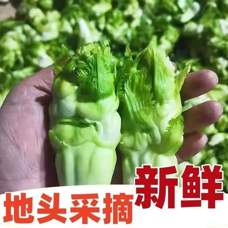 新鲜现挖纯儿仔儿菜奶奶菜娃娃菜精品新鲜蔬菜胖儿菜抱儿菜蔬菜