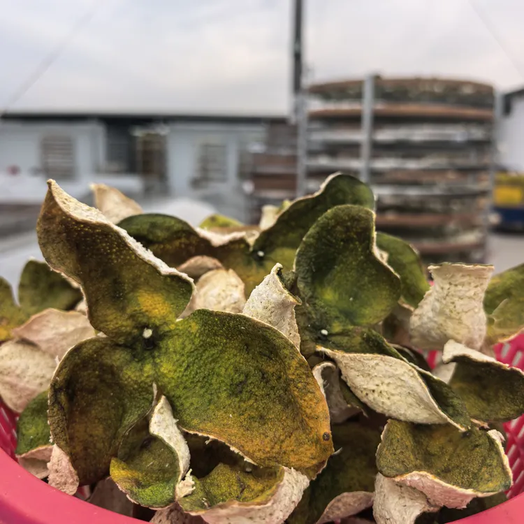 粤柑坊2025年新会陈皮二红东甲梅江天马小冈圈枝驳枝原枝二红