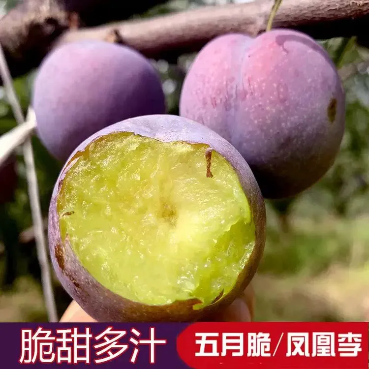 四川五月脆凤凰李现摘新鲜脆甜时令水果