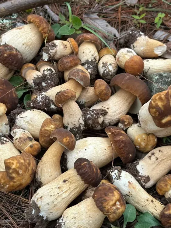 大凉山大脚菇牛肝菌
