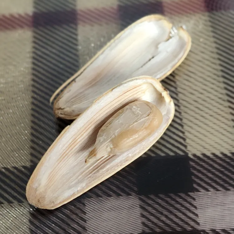 2斤装打手瓜子休闲健康零食
