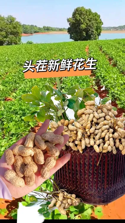 新鲜现挖带壳湿花生可生吃水煮农家自种当季美味颗粒饱满