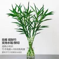招财竹富贵竹粗竹正宗水竹水养丁财两旺净化空气前台办公桌客厅