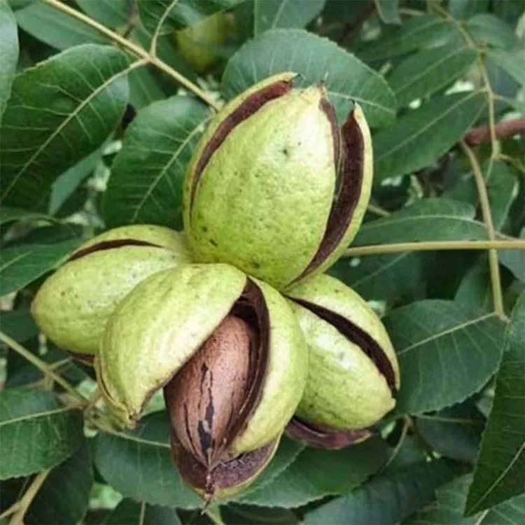 云南碧根果新货薄壳原生态孕妇可食山核桃